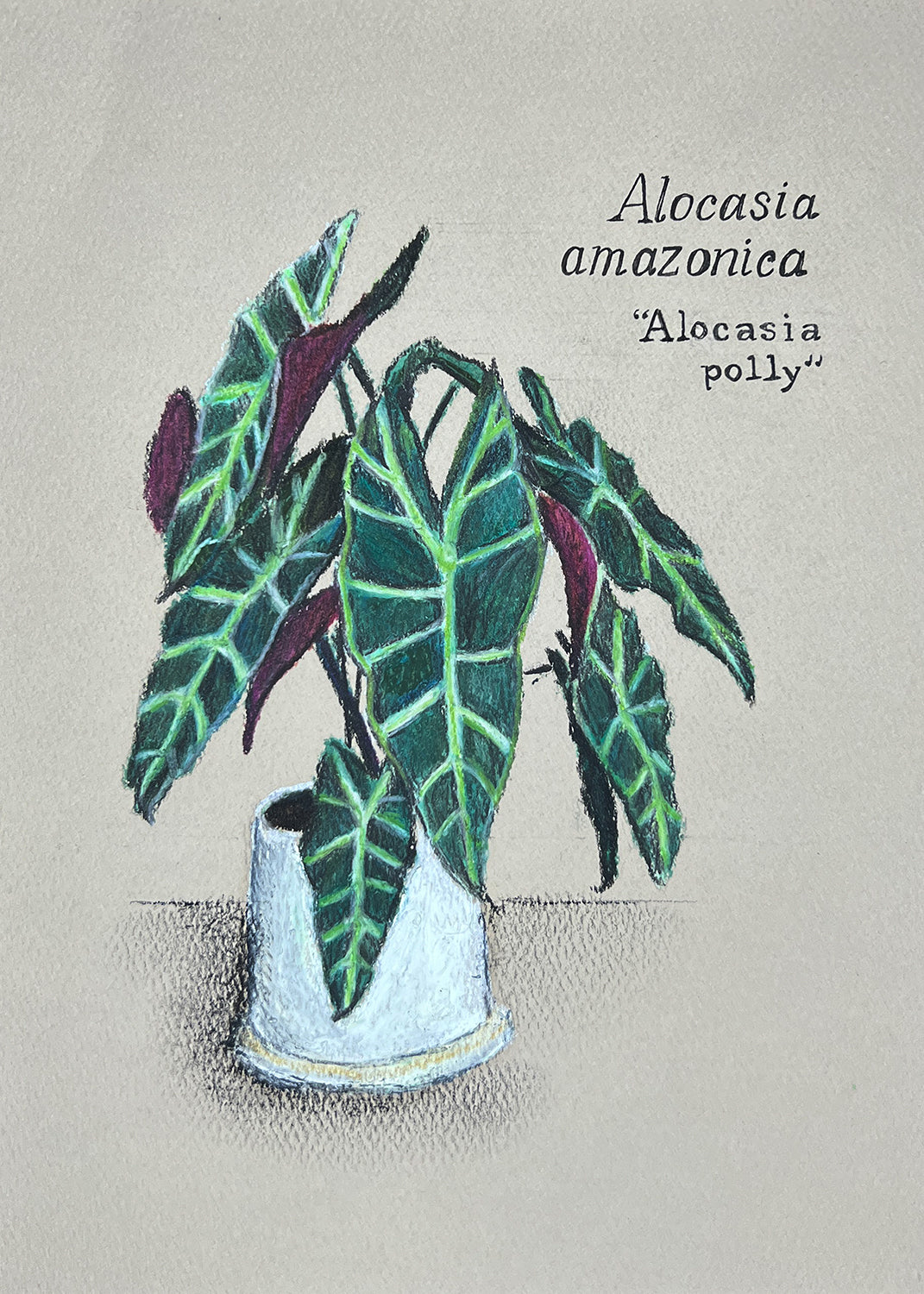 ALOCASIA POLLY