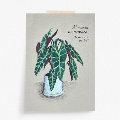 ALOCASIA POLLY