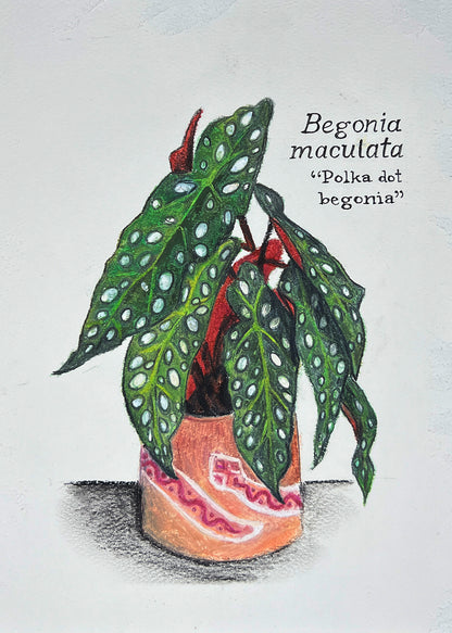 BEGONIA MACULATA