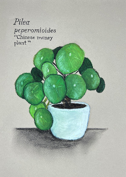 PILEA PEPEROMIOIDES