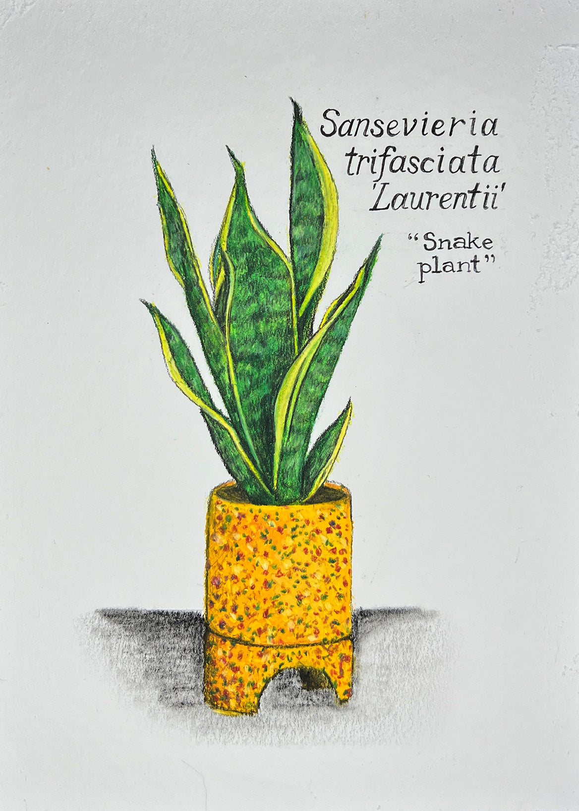 SANSEVIERIA LAURENTII