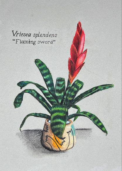 VRIESEA SPLENDENS